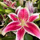 Nita's Flowers