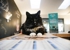 Broadway Veterinary Hospital - Veterinary Clinics & Hospitals