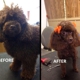 Doggie Doo's Pet Grooming