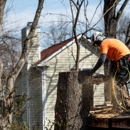 Nationwide Tree Service - Tree Service