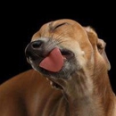 Paleo Pet Goods - Pet Sitting & Exercising Services