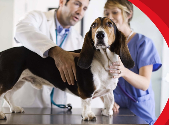 4 Paws Veterinarians - Kirwan, QLD. Our Teams Are Friendly, Reliable, Prompt & Professional