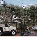 Evergreen Tree Service - Stump Removal & Grinding