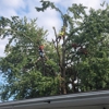 BC Tree Care gallery