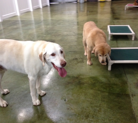 Flying High Pet Resort - Camarillo, CA