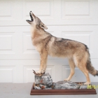 sweeney's wildlife taxidermy