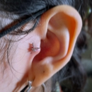 Baron Art Tattoo & Piercing Studio - Body Piercing