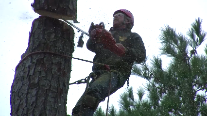 Big Ben's Tree Service - Jacksonville, FL