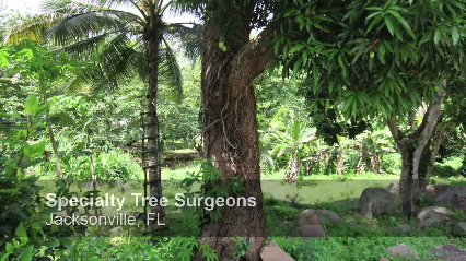Specialty Tree Surgeons