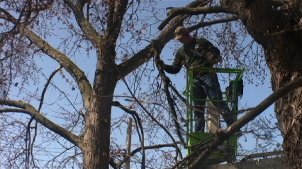 Handy Feller Tree Service - Arborists