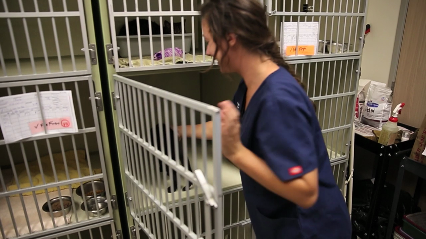Animal Hospital Of Huntington Beach - Pet Grooming
